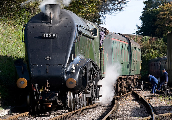 A4 Bittern