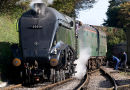 A4 Bittern