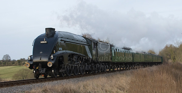 A4 Bittern