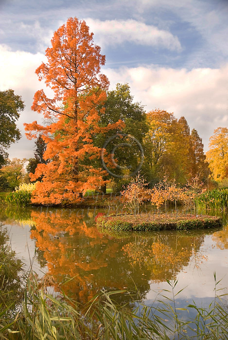 Autumn Glory