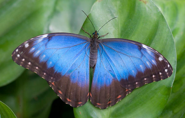 Blue Morph Butterfly
