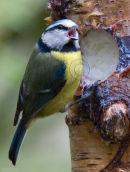 Blue Tit