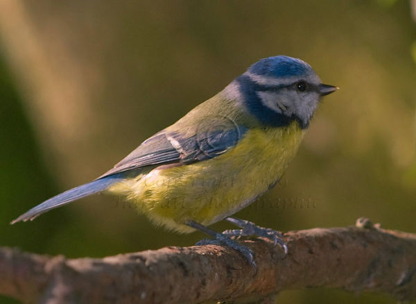 Blue Tit on branch