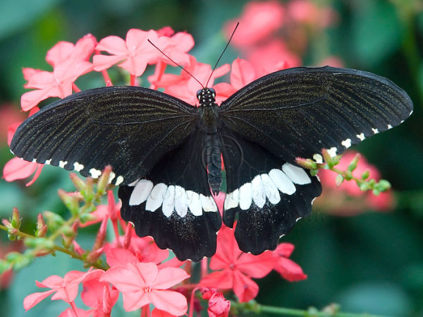 Butterfly on pink flower