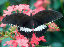 Butterfly on pink flower