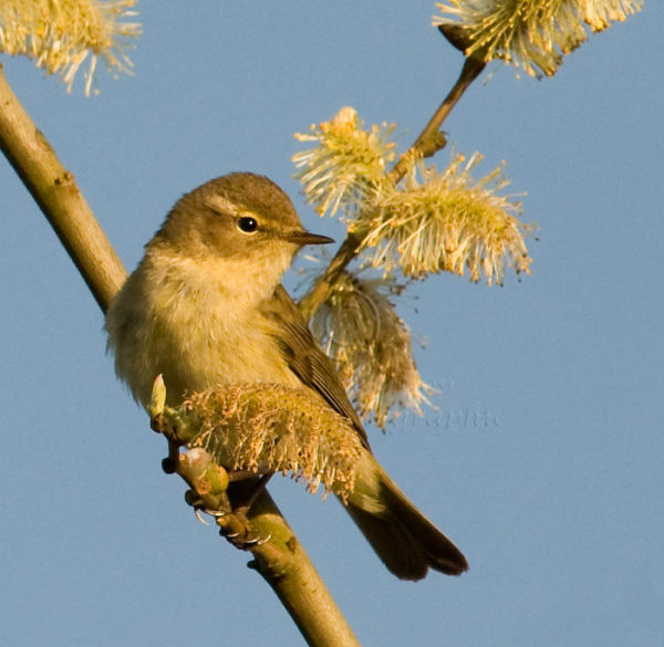 Chiffchaff on Lookout