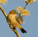 Chiffchaff on Lookout