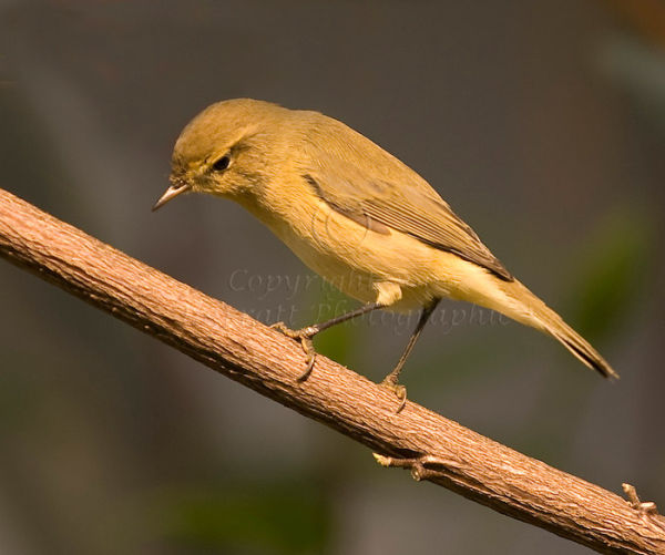 Chiffchaff on branch