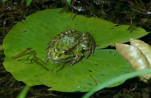 Common Frog on Lily pad