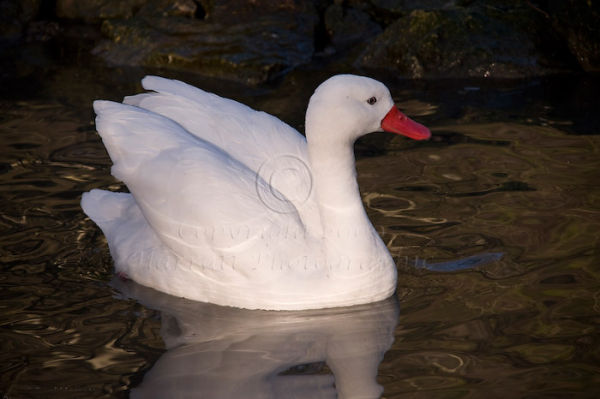 Coscoroba Swan