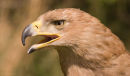Eagle Hawk