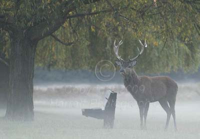 Early Morning Mist
