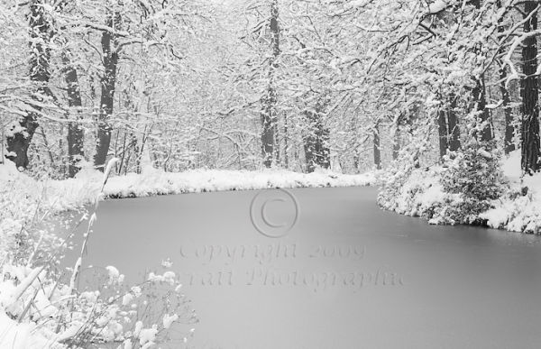 Frozen Canal