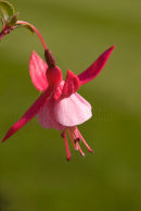 Fuschia