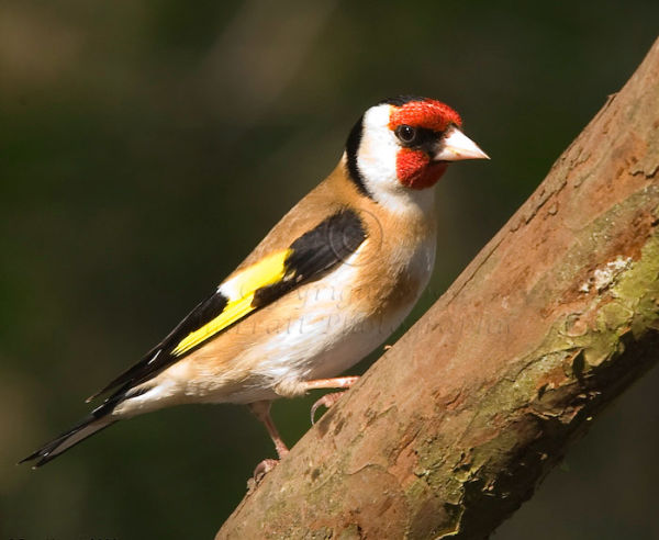Goldfinch