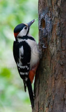 Male Great Spotted Woodpecker