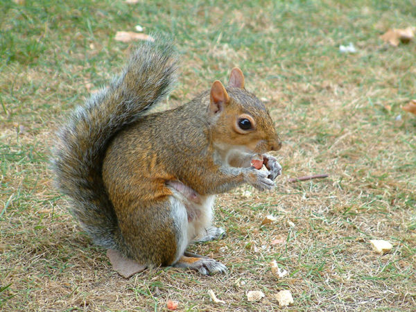 Grey Squirrel