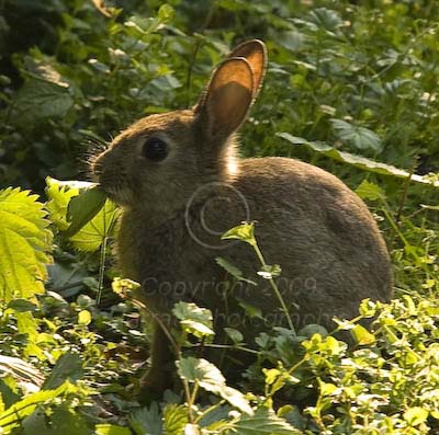 Hungry Rabbit
