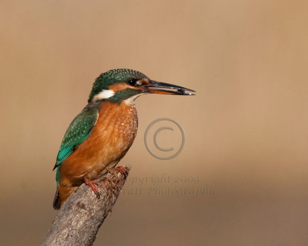 Kingfisher - Female