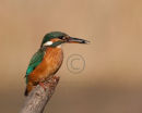 Kingfisher - Female