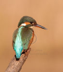 Kingfisher - Female