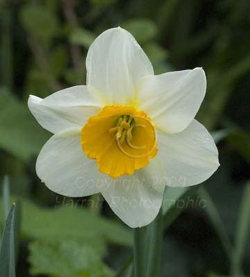 Narcissus