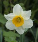 Narcissus