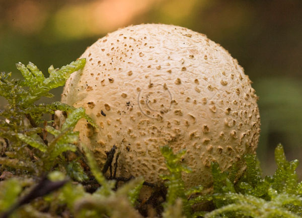 Puff Ball Fungi