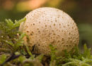 Puff Ball Fungi