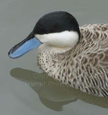 Puna Teal