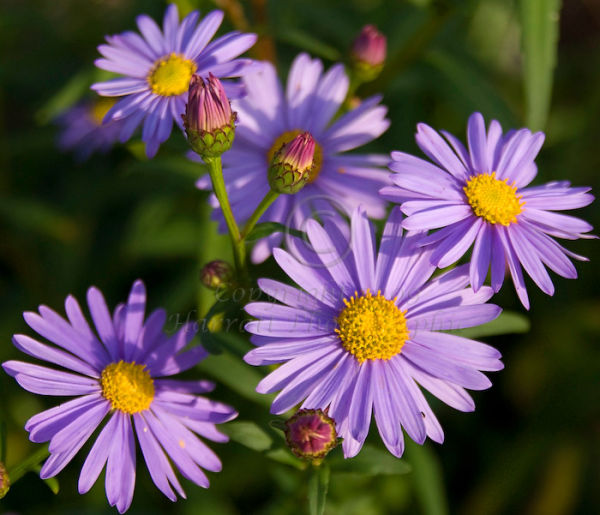 Purple Explosion