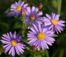 Purple Explosion
