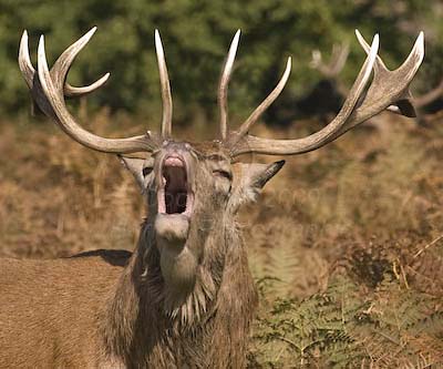 Red Stag Roar