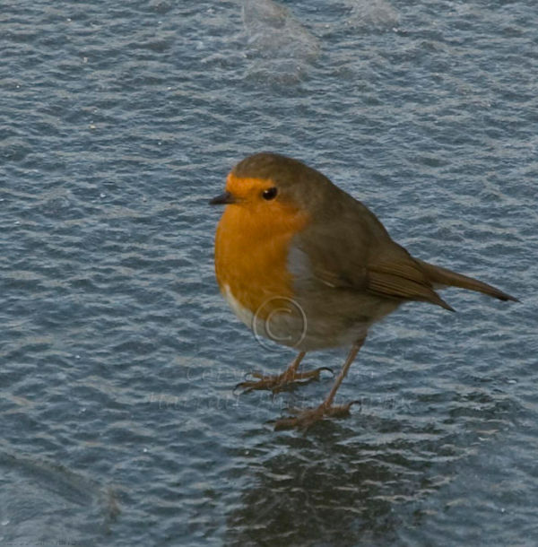 Robin on Ice