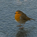 Robin on Ice