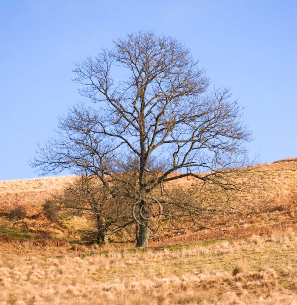 The Naked Tree