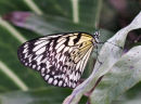 Tree Nymph Butterfly