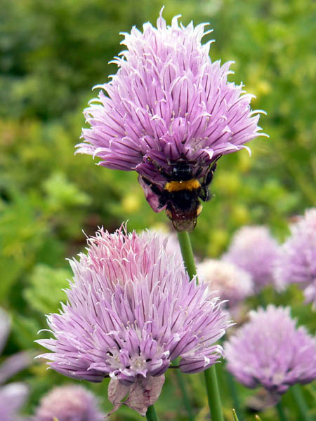Buff Tailed Bumblebee