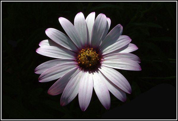 Daisy