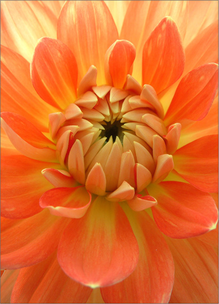 Golden Sunburst