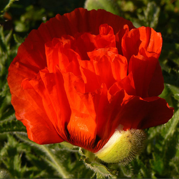 Poppy