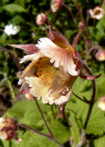 Geum