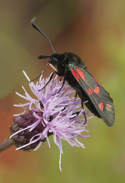 5 Spot Burnet Moth