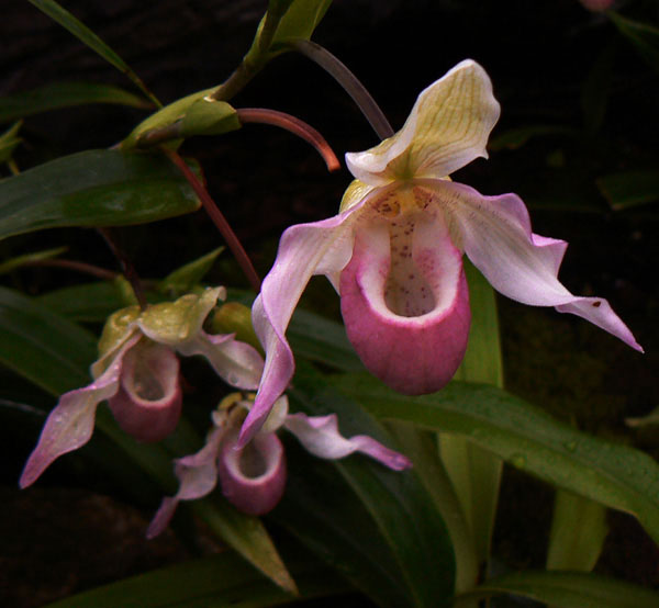 Slipper Orchid