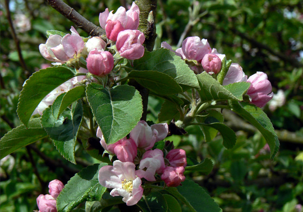 Apple Blossom