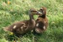 Ducklings 