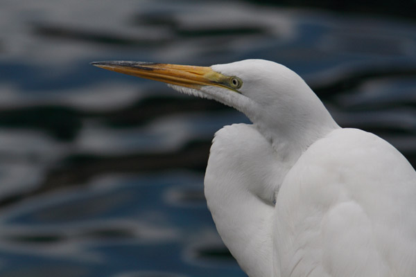 Egret