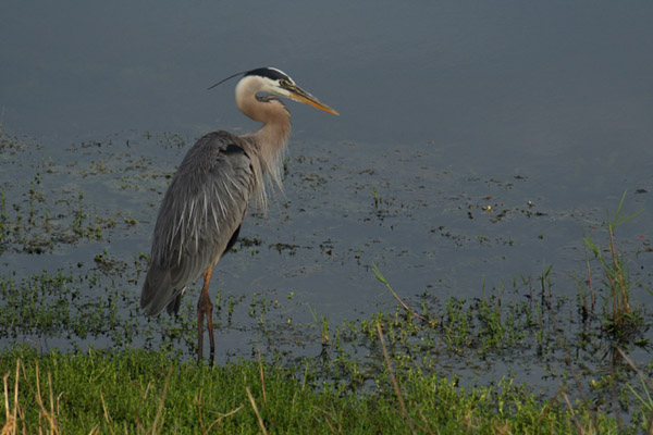 Great Blue Heron