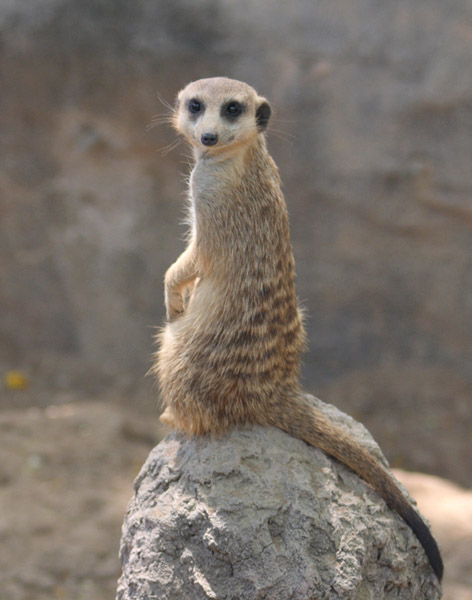 Meerkat on Guard