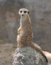 Meerkat on Guard
